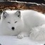 SnowFox