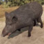 Boar