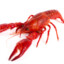 LangoustineProMaxUltimateNoSus