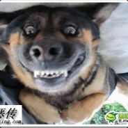 队友完全不会求速推