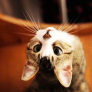 能力越小责任越小