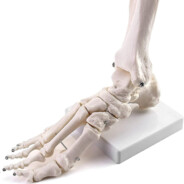 Bonetoes