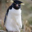 Overt Rockhopper Penguin