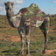 CAMOCAMEL