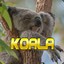 koala