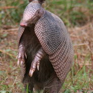 Armadillo Rıfkı