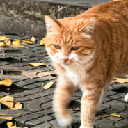 cyclosilicate7谷豆芽