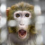 monke