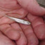 Very Small Fish