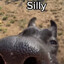 Silly