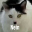 Hitler Cat