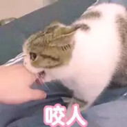 梦猫Kitten