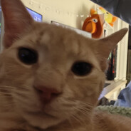 Saus