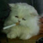 gato deprimido