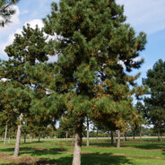 Pinus Nigra avatar