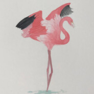 Flamingo