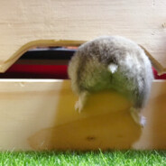 毛茸茸的倉鼠屁股