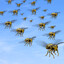 1,000 Hornets