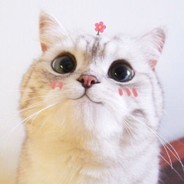 辰辰