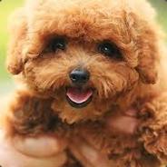 I Eat Trolls For DINNER