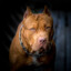 PITBUL