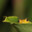 OliveGuardian712