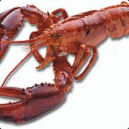 d4n43 - steam id 76561197995584763