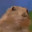 Marmot