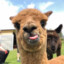 Alpaca