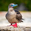 Red-Footed Booby