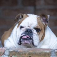 fat tony from simpsons