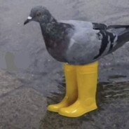 Pigeon in boots