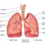 LUNGS