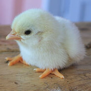ピヨピヨ