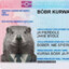 Bóbr_kurwa