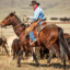 Kansas Rancher