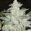 White D.O.G. Kush