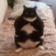 FatCat