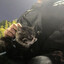 开心猫猫头