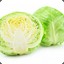 Lahana/Cabbage
