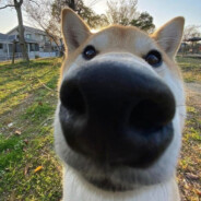 chipi chipi chapa chapa