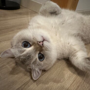 一只拿铁(>^ω^<)