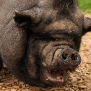 тетерин дуб