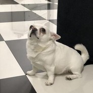 Себек порода. Себек порода 001к. Себек Сережа 01к. Сеьек порода. Себек чихуахуа