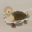Pippinpaddleopsicopolis III