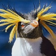 WilDpipi