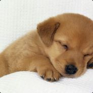 天堂没有小鸡鸡