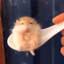 Paťulka