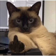 Gato