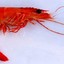 Langostino artico